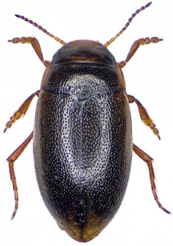 Hydroporus gyllenhalii